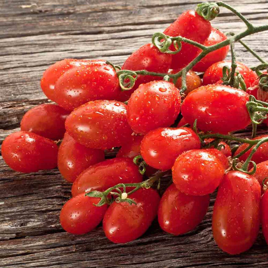 San Marzano | Tomato Masters